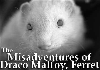 The Misadventures of Draco Malfoy, Ferret by Saber ShadowKitten