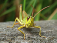 Author Grasshopper