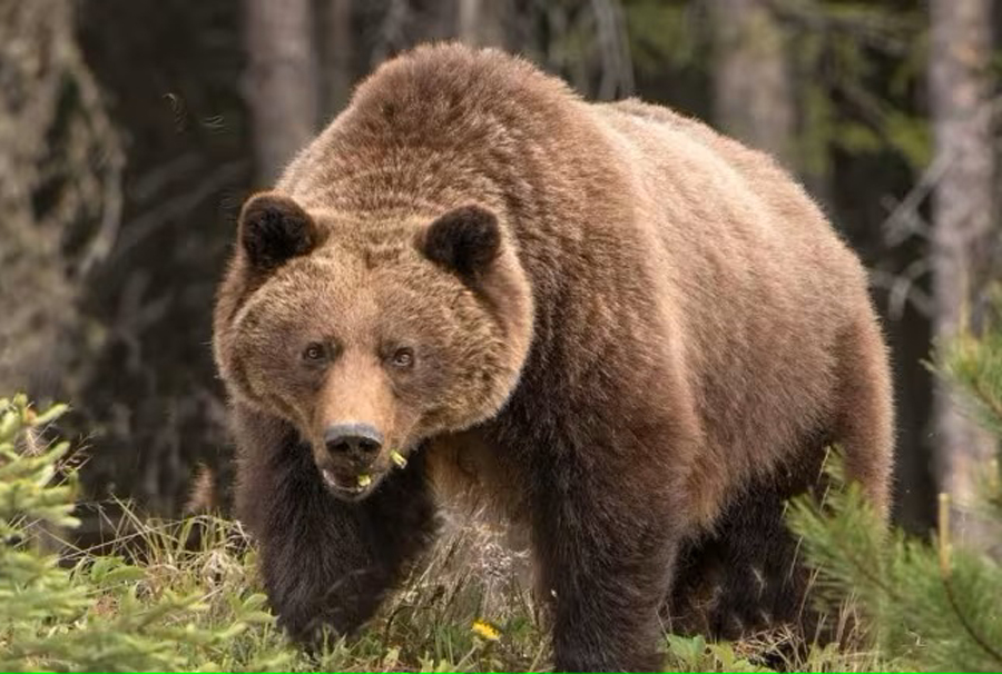 The Griz